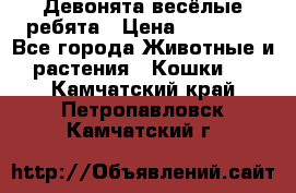 Девонята весёлые ребята › Цена ­ 25 000 - Все города Животные и растения » Кошки   . Камчатский край,Петропавловск-Камчатский г.